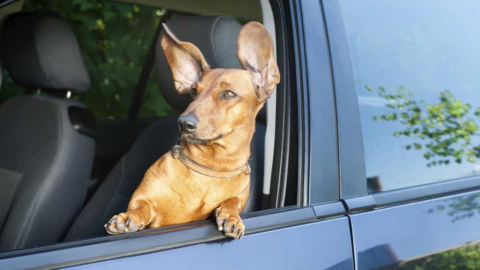 article-perro-cazado-conduciendo-brasil-multa-radar-2017-5978656cd83ba