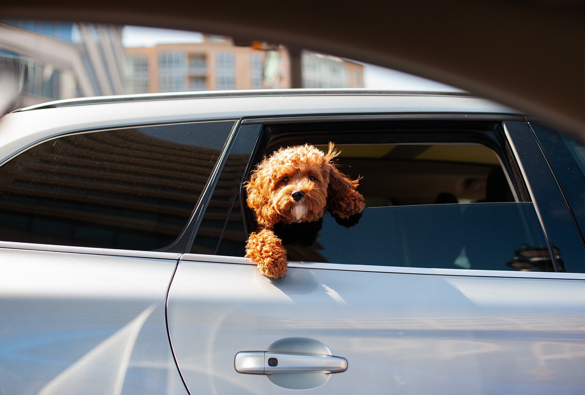 viajar en coche con tu perro